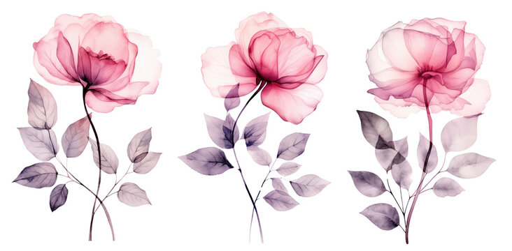 Watercolor Transparent floral set isolated on white collection of roses, leaves, branches bundle in pastel pink, grey, violet, purple, botanical illustration wedding design. Generative AI © Kar
