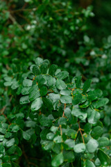 Close up of lush green leaves with rain dew