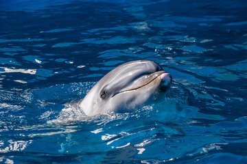 実はとても賢い「イルカ」。脳の半分ずつを交互に眠らせることができるそうです。（半球睡眠）