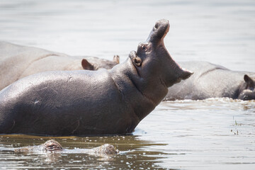 Young hippo with its mouth wide open in the Kruger Park.