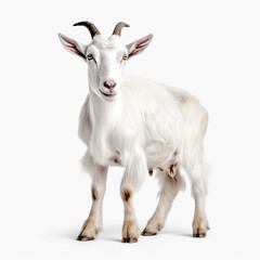 山羊　白背景　AI生成画像　ジェネレーティブAI