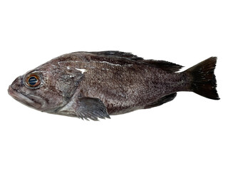 【PNG透過】獲れたて鮮魚　クロソイ
