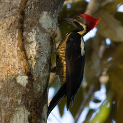 Lineated Woodpecker making a hole on a tree