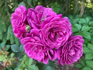 rose garden pictures