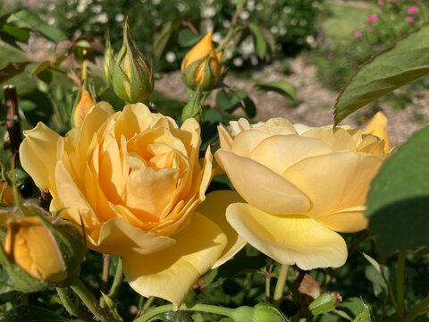 rose garden pictures