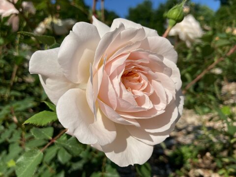 rose garden pictures