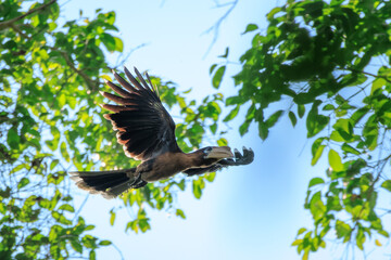 Tickell's brown hornbill, Rusty-cheeked hornbill, Kaeng Krachan National Park, Phetchaburi - Thailand
