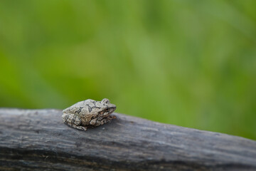 A frog sitting on a log with a green field in the background