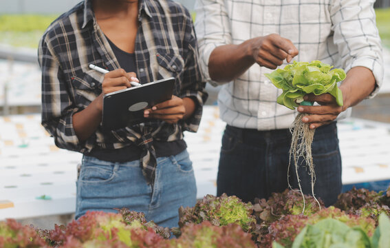 Young Asian woman and senior man farmer working together in organic hydroponic salad vegetable farm. Modern vegetable garden owner using digital tablet inspect quality of lettuce in greenhouse garden.