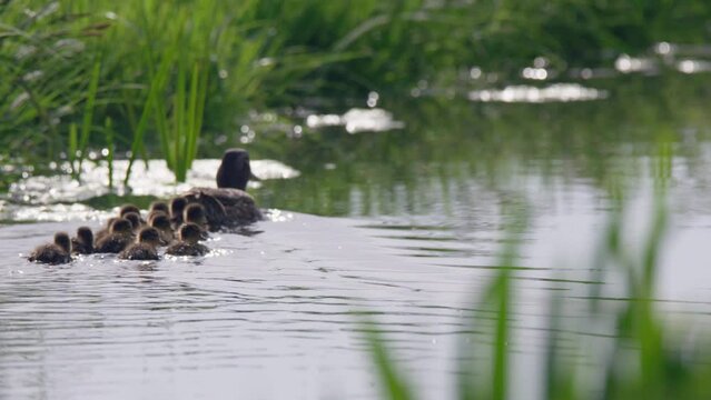 Raft of ducklings paddling furiously to keep up with their mom in water canal