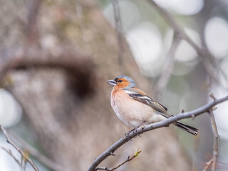 Common chaffinch, Fringilla coelebs, sits on a tree. Common chaffinch in wildlife.