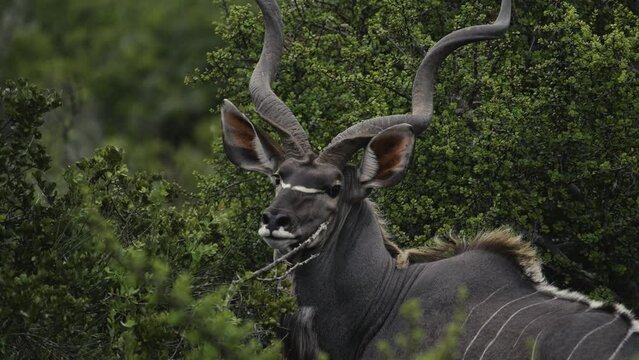 Majestic kudu bull with spiral horns and big alert ears standing in thicket 