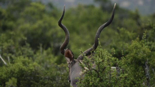Kudu bull walking through thicket with iconic spiral horns held high