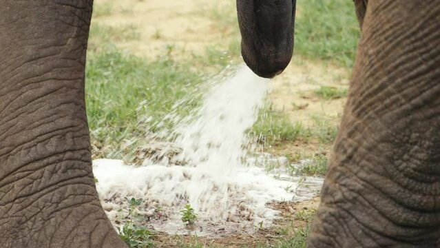 Long penis dangling below African elephant as it urinates forcefully, low angle