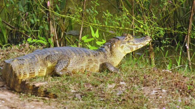 The yacare caiman crocodile Family: Alligatoridae in Pantanal jungle Brazil