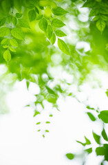 Fototapeta na wymiar Nature of green leaf in garden at summer. Natural green leaves plants using as spring background cover page greenery environment ecology lime green wallpaper