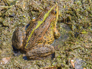 A large green frog sits in the marsh.