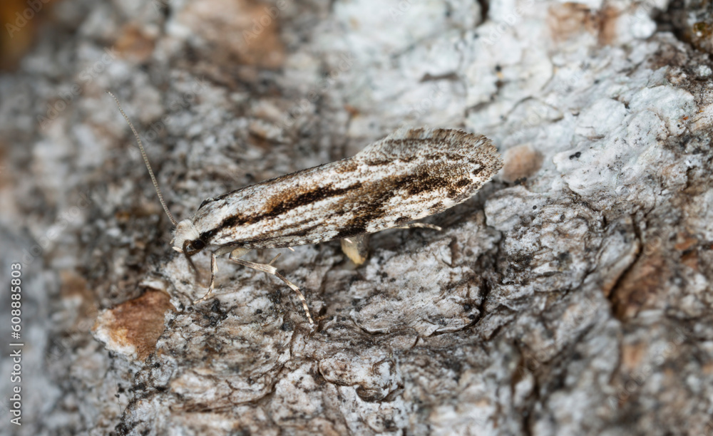 Wall mural Female fungus moth, Archinemapogon yildizae laying eggs 