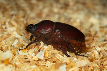 Female european rhinoceros beetle, Oryctes nasicornis on sawdust, macro photo