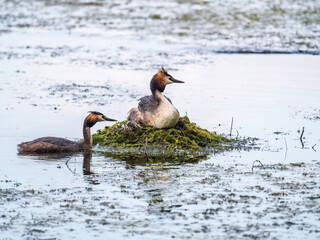 A pair of water birds, Great Crested Grebe, feeding chick at nest.
