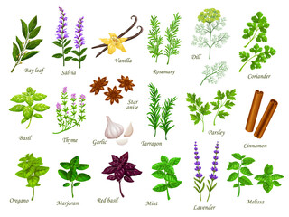 Cartoon cooking herbs and spices. Bay leaf, salvia, vanilla and rosemary, dill, coriander, basil and thyme, garlic, star anise and tarragon, parsley, cinnamon, oregano and marjoram, mint and lavender - obrazy, fototapety, plakaty