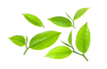 Fototapeta na wymiar green tea leaf isolated on transparent png