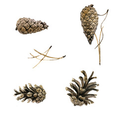 watercolor drawing pine cones and dry needles isolated at white background, natural elements, hand drawn botanical illustration