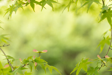 カエデ,もみじ,プロペラ,翼果,