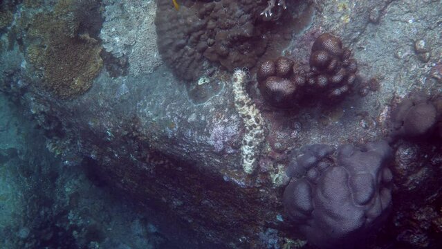 Black and white sea cucumber on rock. Underwater video of sea wildlife. Koh Tao, Thailand.