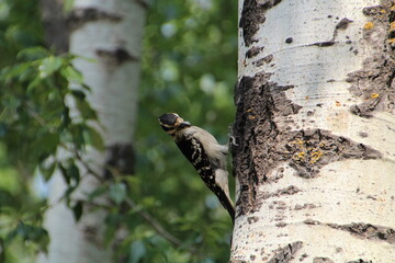woodpecker on a tree
