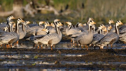 Bar-headed Geese