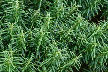 A perennial plant with needle-like leaves. rosemary, herb