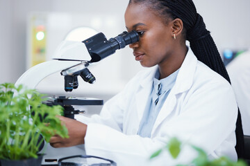 Plant science, microscope and black woman in a laboratory with sustainability and botany research. Leaf growth, study and female scientist in a lab for agriculture development and scope testing