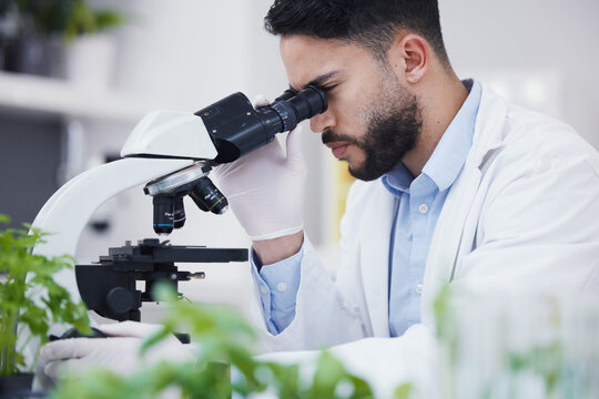 Plant science, microscope and man in a laboratory with sustainability, ecology and botany research. Leaf growth, study and male scientist in a lab for agriculture development and scope testing