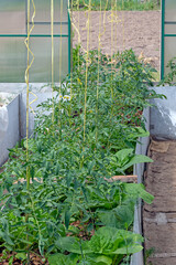 Greenhouse garden with tomatoes on a summer day