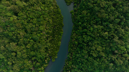 Aerial view of dark green forest and river. Rich natural ecosystem of rainforest. concept of...