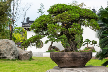 Bonsai trees against white wall in Yi Yuan Yuan Lin Bo Wu Guan Park, Chengdu, Sichuan province, China - 608898229
