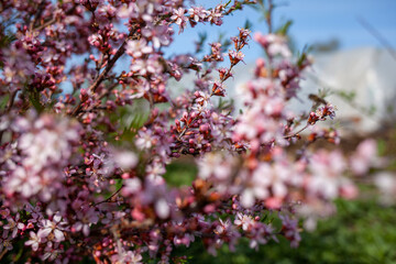 Closeup of beautiful pink and white fruit tree flowers on a blurred background on a sunny spring day, selective focus. Spring background with blossoming fruit trees.