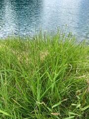 Obraz premium grass and water