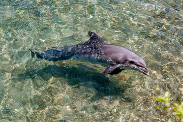 Fototapeta premium One Bottlenose Dolphin emerges from the water. Playful animal swims under Red Sea. Sunny day in the dolphin reef, Eilat. Beautiful dolphin in blue transparent water. A very friendly marine animal.