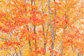 赤く色づいた高原の紅葉