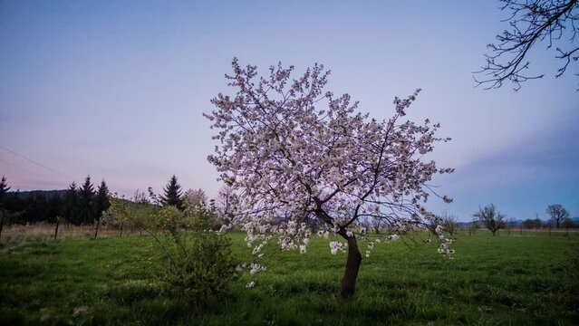 Day To Night Timelapse Over The Cherry Blossom Tree In Full Bloom.