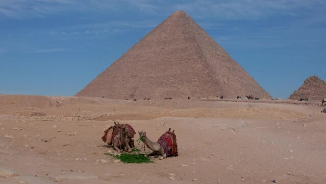 Camels Eating Grass In The Desert Near The Great Pyramid of Giza In Egypt. - handheld