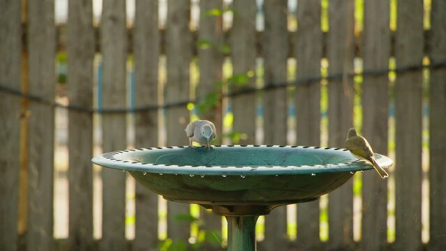 A peaceful dove drinks from a green birdbath while a brown honeyeater takes a swim.