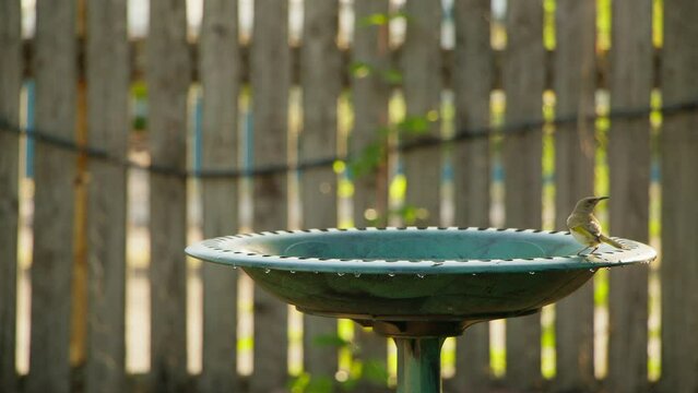 A brown honeyeater shakes water off it&rsquo;s wings after having a dip in the water of a birdbath.