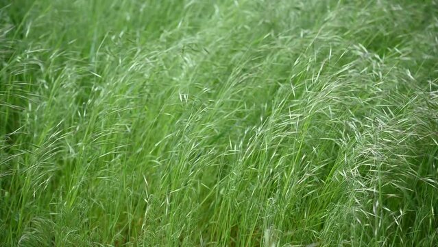 Green grass background in spring