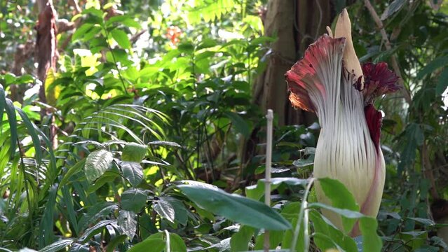 Rare Titan Arum Or Amorphophallus Titanum Corpse Flower In Bloom - close up