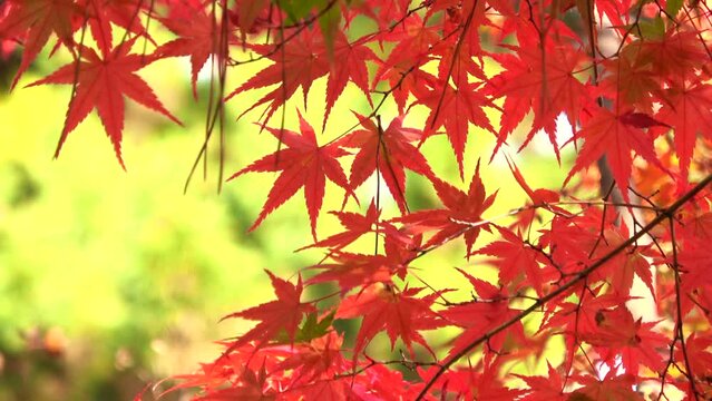 秋風に揺れる紅葉した楓のクローズアップ 4K