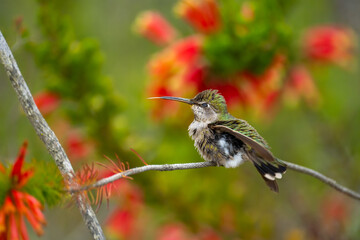 Anna's Hummingbird (Calypte anna) sits on a flower tree.