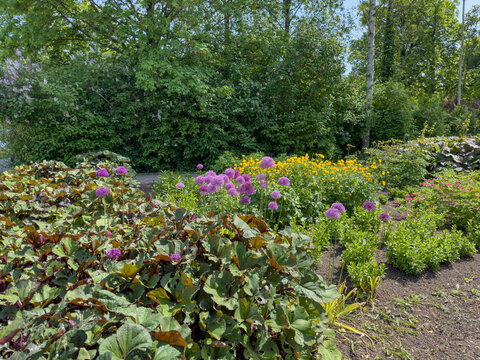 Hiking in Borgvold park in Viborg with Rhododendrons. Borgvold at N&oslash;rres&oslash; is located in a place where there was a place of violence in the High Middle Ages,Viborg,Denmark